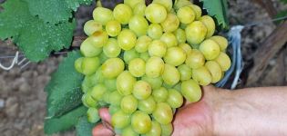 Description of the Super Extra grape variety, features of cultivation and care