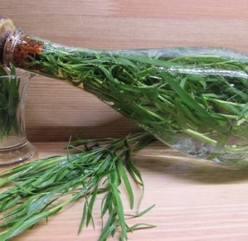 Cara memelihara dan menyediakan tarragon untuk musim sejuk di rumah, pengeringan dan pembekuan