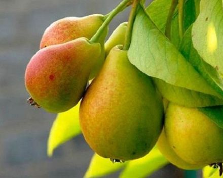 Description and characteristics of the pear variety Prosto Maria, cultivation and pollinators