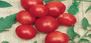 Description of the Fancy tomato variety, features of cultivation and care