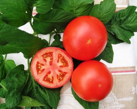 Caractéristiques et description de la variété de tomate Tolstoï, son rendement et sa culture