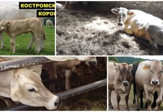 Description et caractéristiques de la race de vaches Kostroma, conditions de détention