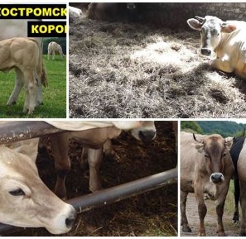 Description et caractéristiques de la race de vaches Kostroma, conditions de détention