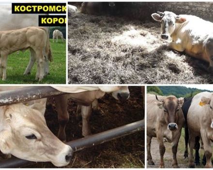 Description et caractéristiques de la race de vaches Kostroma, conditions de détention