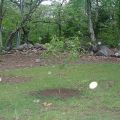 Planting and caring for apricots in the Middle Strip, the best varieties and cultivation features