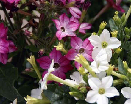 Description des variétés de tabac à fumer parfumé, plantation et entretien en plein champ