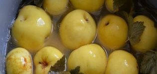 Recettes pour faire des pommes trempées pour l'hiver à la maison dans des bocaux