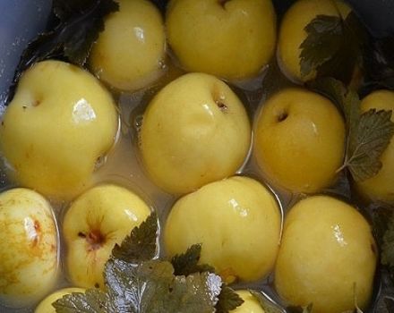 Recettes pour faire des pommes trempées pour l'hiver à la maison dans des bocaux