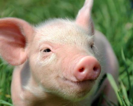 How to treat diarrhea in piglets at home, medicines and folk remedies