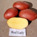 Description de la variété de pomme de terre Red Lady, caractéristiques de culture et rendement