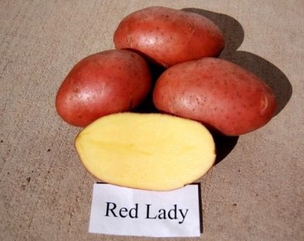 Descripción de la variedad de patata Red Lady, características de cultivo y rendimiento.