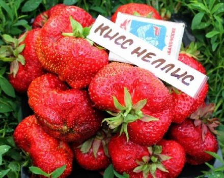 Description and characteristics of the Kiss Nellis strawberry variety, cultivation and reproduction