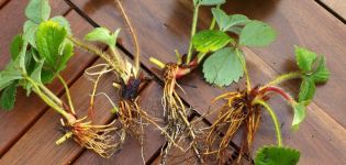 Nuances of strawberry propagation by dividing the bush, transplant rules in August