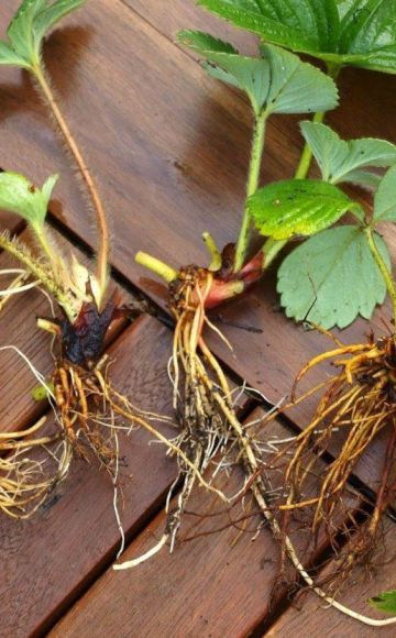 Nuances of strawberry propagation by dividing the bush, transplant rules in August