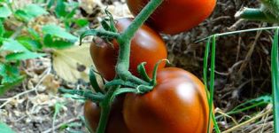 Description and characteristics of the tomato variety Chocolate miracle