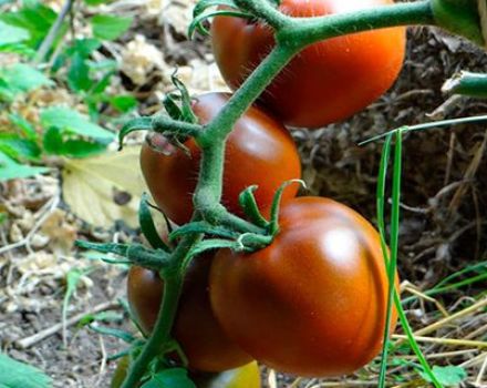 Description and characteristics of the tomato variety Chocolate miracle