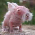 The development of newborn rabbits by day, how they look and the rules of care