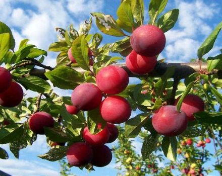 Plantar y cuidar ciruelas en la región de Leningrado, que variedad elegir