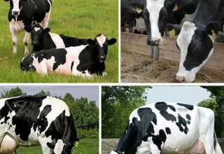 Description and characteristics of Holstein cows, their pros and cons and care