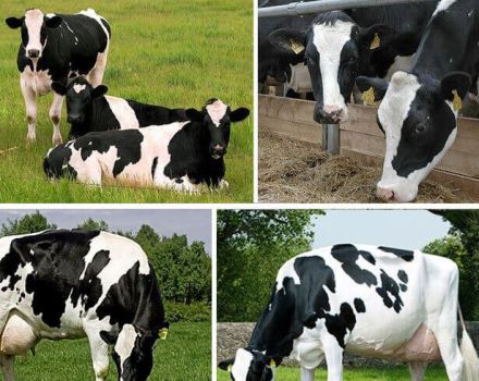 Description et caractéristiques des vaches Holstein, leurs avantages et inconvénients et soins