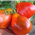 Description of the tomato variety Donkey ears, its characteristics and productivity