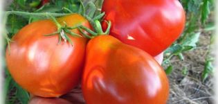 Description de la variété de tomate Épis d'âne, ses caractéristiques et son rendement