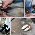 How to properly trim the hooves of a goat at home and tools