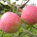 Description et caractéristiques des fruits de la variété de pommiers Débarquement, caractéristiques de culture et soins