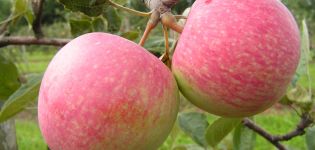 Description and characteristics of the fruits of the variety of apple trees Landing, features of cultivation and care