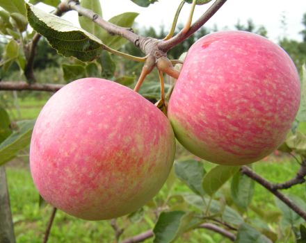 Description and characteristics of the fruits of the variety of apple trees Landing, features of cultivation and care