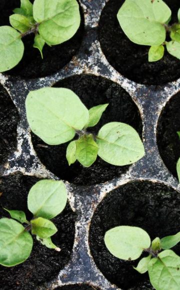 When to plant eggplants for seedlings, timing and home care