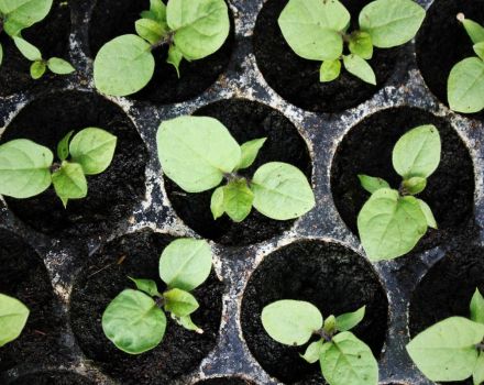 Quand planter des aubergines pour les semis, le moment et les soins à domicile