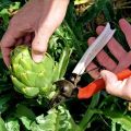 How to grow an artichoke in the open field in the country from seeds, home care