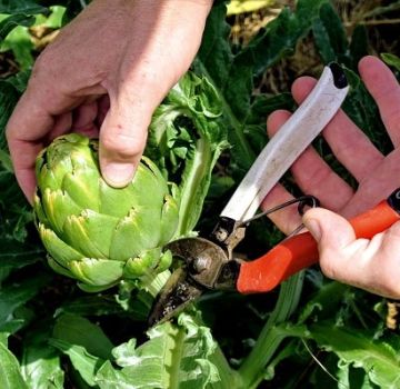 Kaip iš sėklų, namų priežiūros užauginti artišoką atvirame lauke