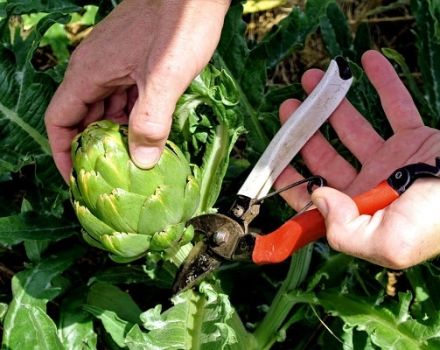 How to grow an artichoke in the open field in the country from seeds, home care