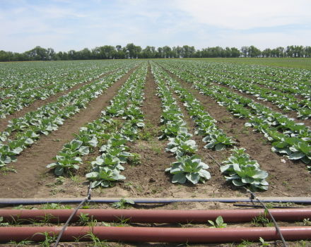 Reasons why cabbage leaves can curl and what to do