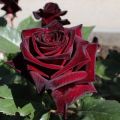 Características y descripción de la rosa híbrida Black Baccarat, plantación y cuidado.