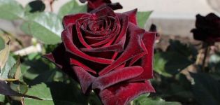 Características y descripción de la rosa híbrida Black Baccarat, plantación y cuidado.