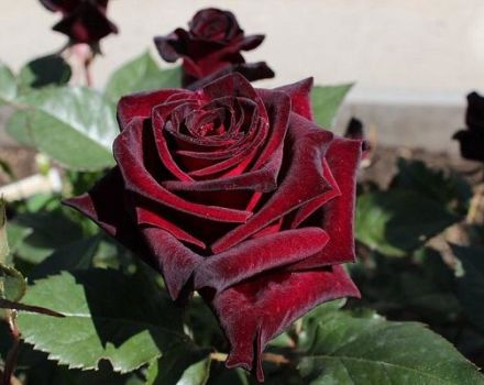 Characteristics and description of the Black Baccarat hybrid rose, planting and care