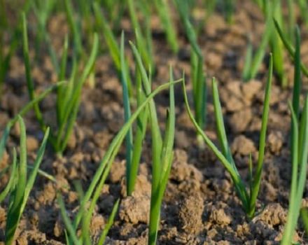 Planting, growing and caring for onion sets in the open field, its diseases and combating them