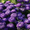 Description and characteristics of annual asters, planting and care features