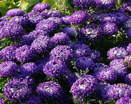 Description and characteristics of annual asters, planting and care features