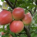 Description and characteristics of the Graf Ezzo apple tree, advantages and disadvantages, yield