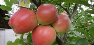 Description and characteristics of the Graf Ezzo apple tree, advantages and disadvantages, yield