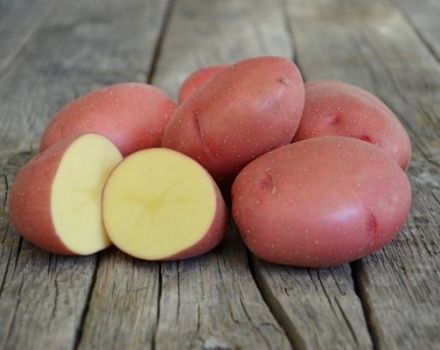 Beschrijving van het aardappelras Rodrigo, de kenmerken en aanbevelingen voor de teelt