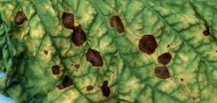 How to treat brown spots on cucumber leaves, control measures