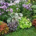 15 meilleures plantes qui aiment l'ombre pour le jardin qui fleurit tout l'été