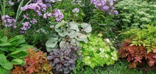 15 meilleures plantes qui aiment l'ombre pour le jardin qui fleurit tout l'été