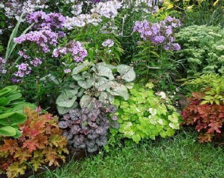 15 mejores plantas amantes de la sombra para el jardín que florece todo el verano