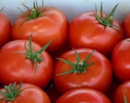 Penerangan mengenai tomato Apple Spas, ciri, kelebihan dan kekurangannya